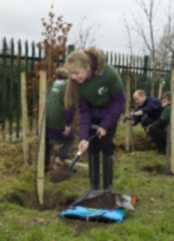 Tree Planting 2