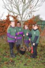 Tree Planting 11