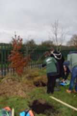 Tree Planting 14
